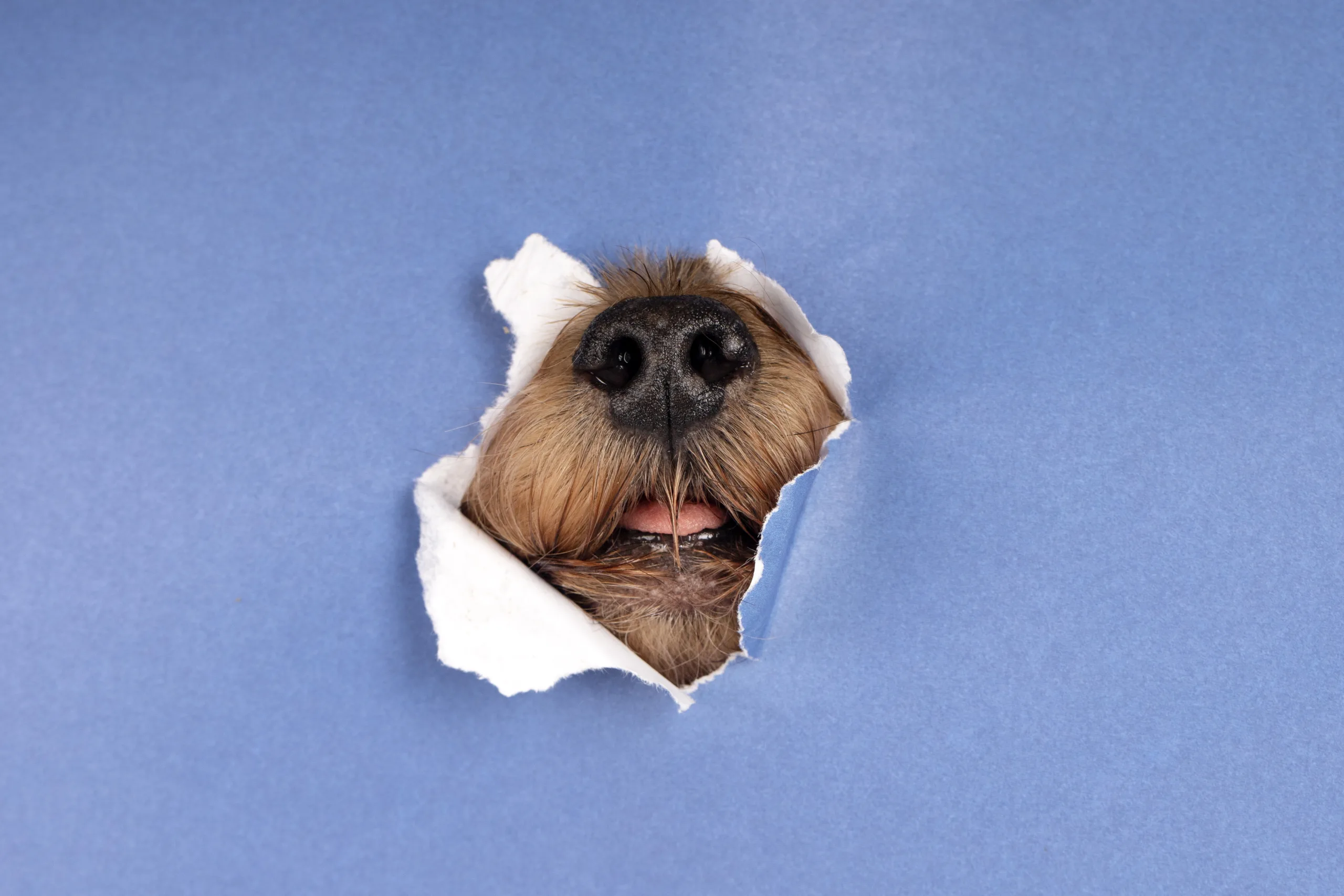 Estudio revela que 8 de cada 10 personas en Chile tienen mascotas