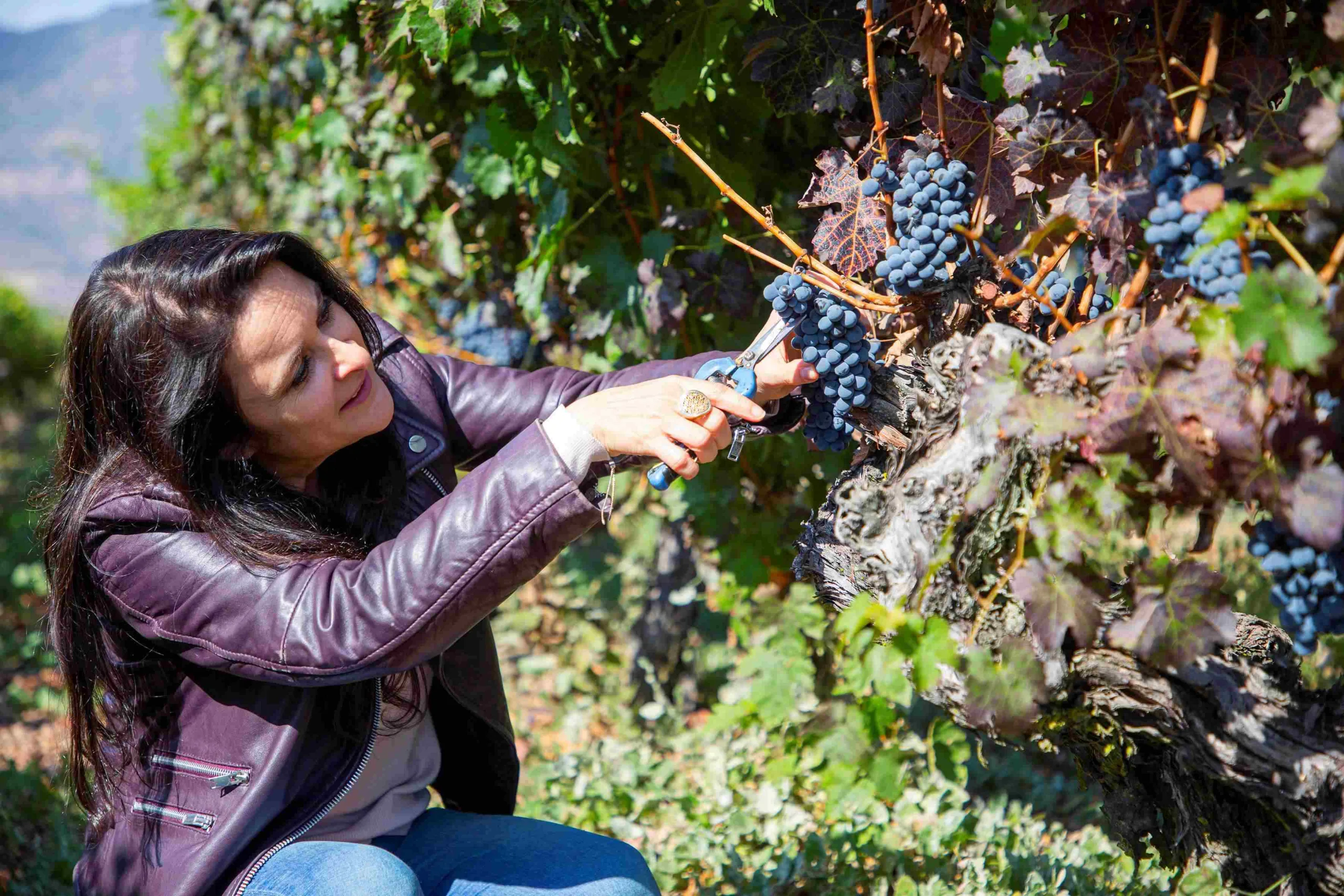 Resultados positivos arroja la Vendimia 2026 del Valle Central con Cabernet Sauvignon, Syrah y Carmenere al alza