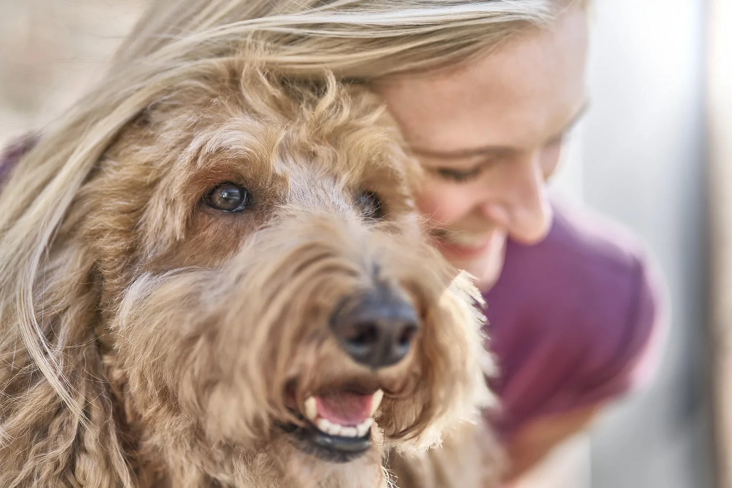 Día Mundial del Perro: 7 claves para el cuidado y la tenencia responsable en invierno